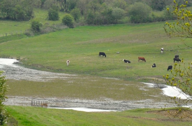Cattle feeding station too close to river