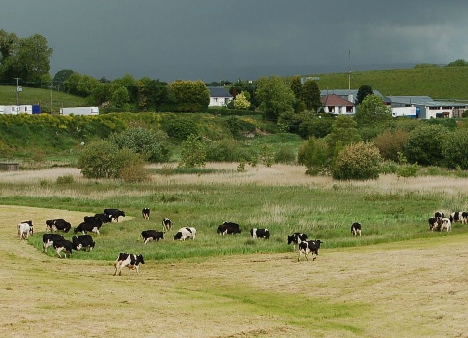 Cattle grazing damage to unfenced wetlands