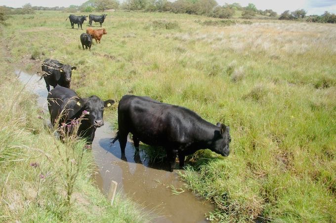 cattle in drain sediment silt