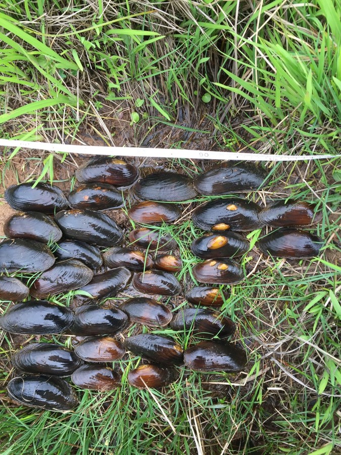 Monitoring FPM demography, good range of adult and juvenile mussels