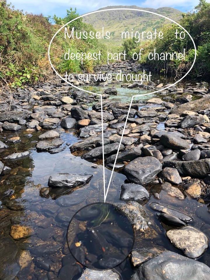 Mussel in low flow river annotated