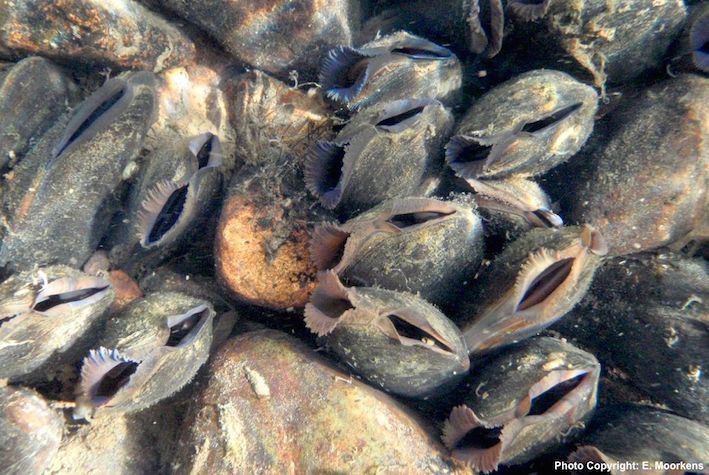 Mussels in clean river bed small