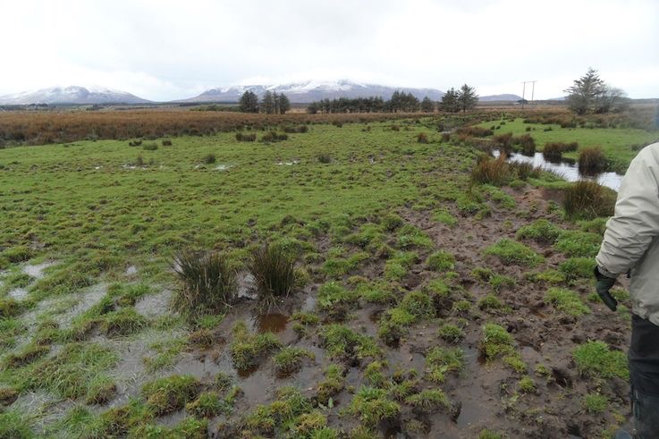 River margin wetland poaching erosion